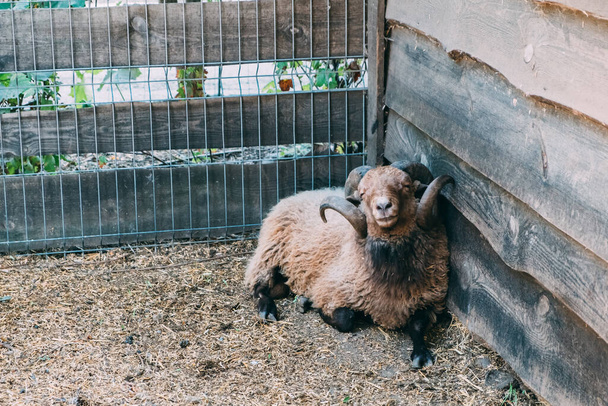 Un carnero en una jaula del zoológico, miente y sonríe a la cámara. - Foto, Imagen