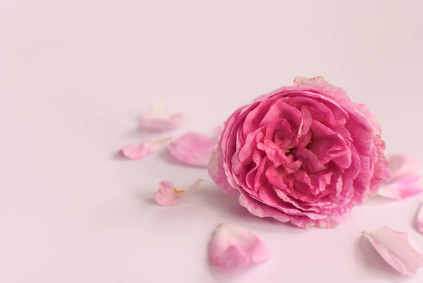 rosa flor rosa primer plano con pétalos sobre un fondo rosa. burla para arriba - Foto, Imagen