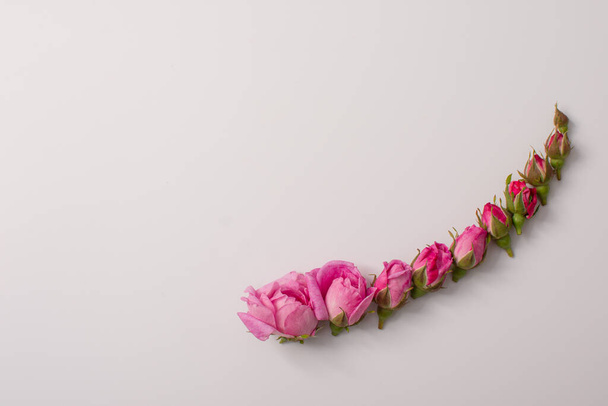 el concepto de cambio y crecimiento. maduración de capullos de rosas. el progreso del crecimiento de las flores de pequeño a grande. burlarse. sobre un fondo blanco - Foto, Imagen