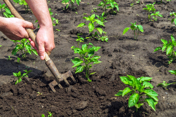 The farmer rakes the soil around the young pepper. Close-up of the hands of an agronomist while tending a vegetable garden. - Фото, изображение