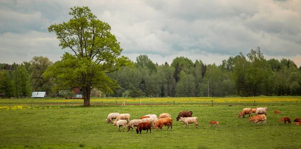 Kühe grasen auf der Weide. Grüne Wiese auf dem Land - Foto, Bild