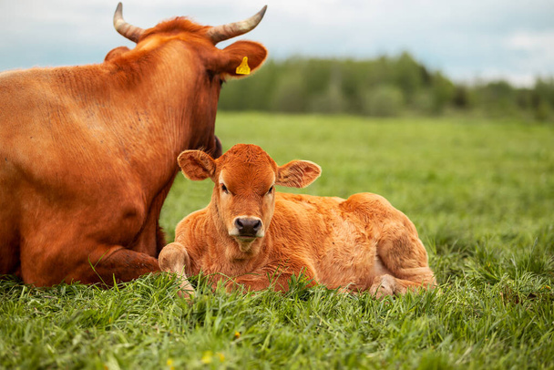Nowonarodzone cielę krowy z mamusią na łące zielone pole wsi - Zdjęcie, obraz