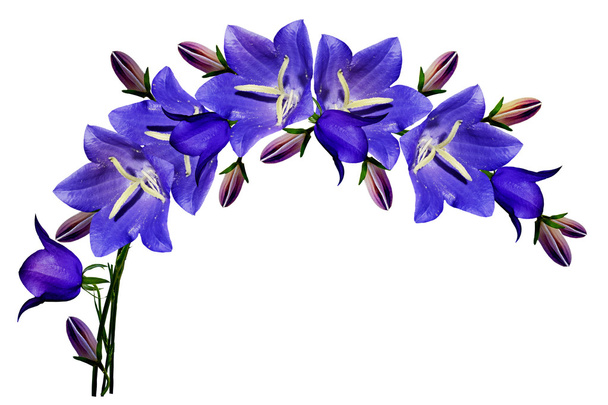 Blaue Blumen Glockenblume isoliert auf weißem Hintergrund - Foto, Bild