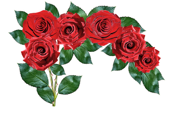 Red roses isolated on white background - Photo, image