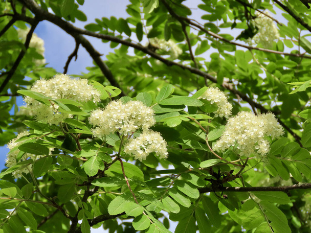 Irská větev s květinami - Fotografie, Obrázek