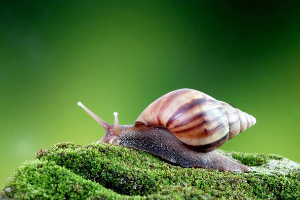 Snail, Giant African snail ή Giant African land snail (Lissachatina fulica) Επιλεκτική εστίαση, θολό φυσικό πράσινο φόντο με χώρο αντιγραφής - Φωτογραφία, εικόνα