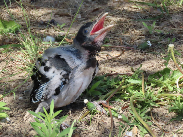 Baby grey crow - Photo, Image