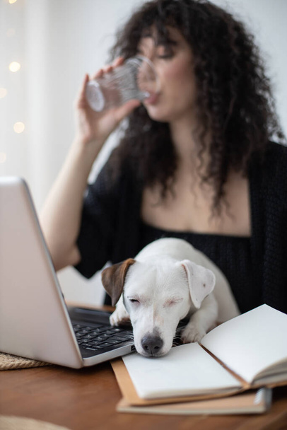 Modern freelancer woman playing with little cute dog working remotely on laptop Jack Russell Terrier - Fotografie, Obrázek