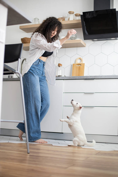 Modern female pet owner playing feeding training dog at kitchen Jack Russell Terrier breed - Zdjęcie, obraz