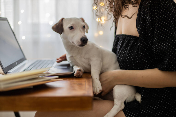 Femme freelance moderne jouant avec petit chien mignon travaillant à distance sur ordinateur portable Jack Russell Terrier - Photo, image