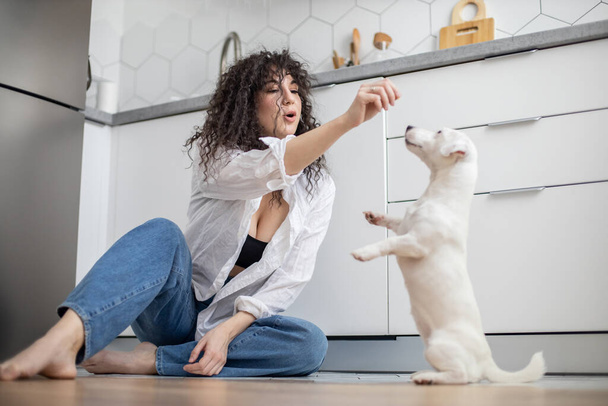 Modern female pet owner playing feeding training dog at kitchen Jack Russell Terrier breed - Foto, imagen