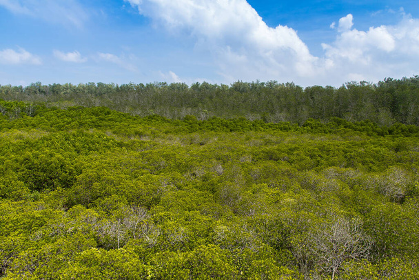 Зеленый мангровый лес в национальном парке Пранбури, Таиланд - Фото, изображение