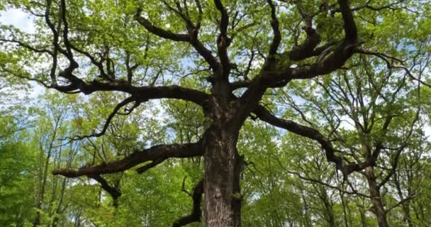 Foresta di Hindres conosciuta come Broceliande, Paimpont, Bretagna in Francia. La famosa vecchia quercia di Hindres. - Filmati, video