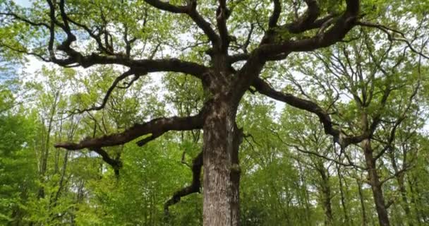 Foresta di Hindres conosciuta come Broceliande, Paimpont, Bretagna in Francia. La famosa vecchia quercia di Hindres. - Filmati, video
