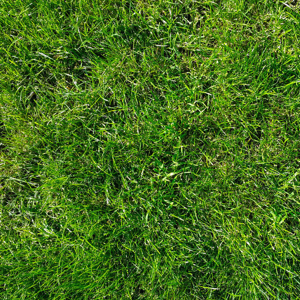 Groen gras. Grasveld achtergrond. Het gazon glimt in het zonlicht. Voorjaarsgrasvelden voor golf, voetbal en sportvelden. Groene textuur van gras gras. Ruimte voor tekst. - Foto, afbeelding