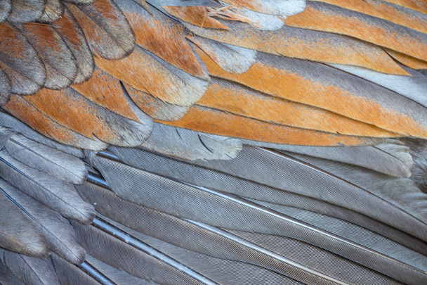 Brillante grupo de plumas marrón de un pájaro - Foto, Imagen