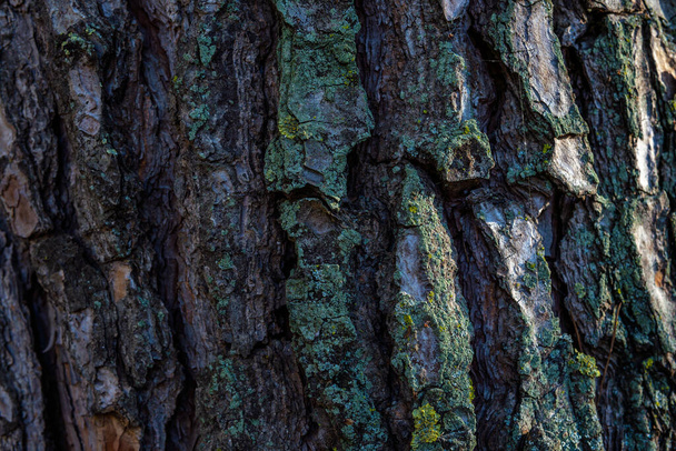 A closeup shot of a tree covered in moss under the sunlight and shadow - Photo, image