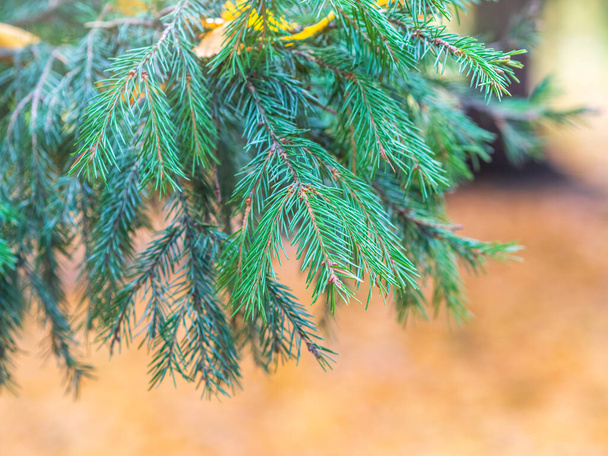 Background of green spruce branches in sunset light. Fresh fir branch - Photo, image