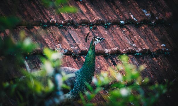 Peacock on a rooftop of a rural village house, - Photo, Image