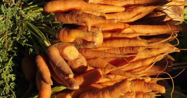 Świeże warzywa na straganach na południowym rynku francuskim. - Materiał filmowy, wideo