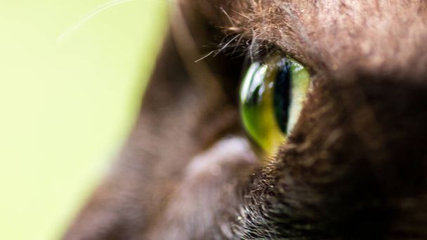 Ojo de gato marrón joven primer plano macro foto. Amarillo verdoso ojos brillantes vista lateral. - Foto, Imagen