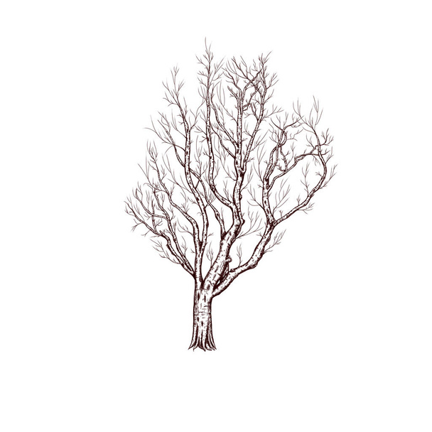 Mystic fall tree graphics, autumn tree sketch, bare wood, spooky, winter tree, hand drawn illustration - Photo, Image