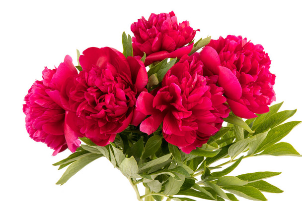 Bela flor de peônia vermelha isolada no fundo branco. Imagem de peônia de florescimento de chave baixa para decoração.  - Foto, Imagem