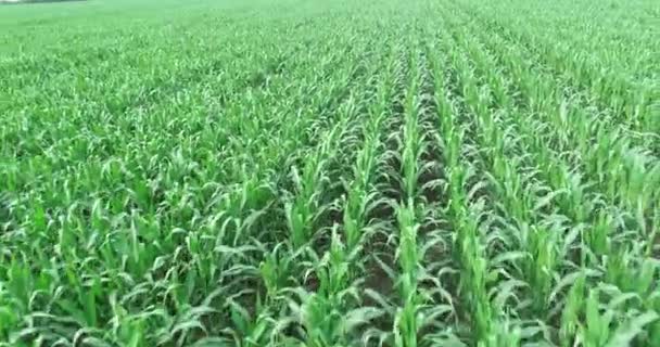 4k aerial flight over green corn filed - Footage, Video