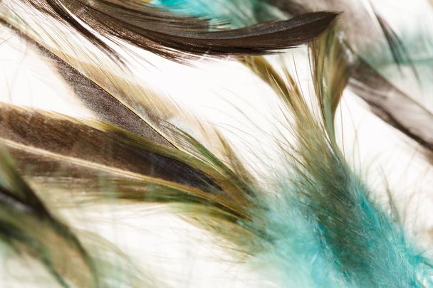 Color feathers - 写真・画像