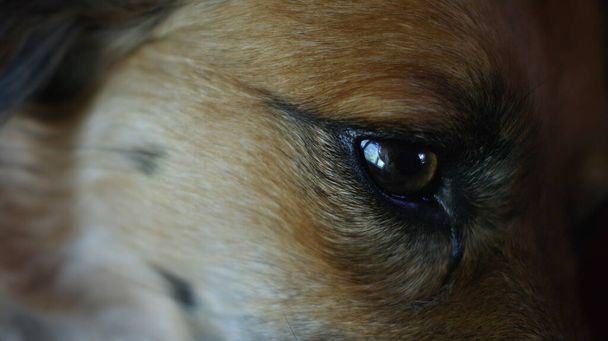 Άγρια σκυλιά Dingo. Κόκκινο ρύγχος εξημερωμένου και ευγενικού σκύλου - Φωτογραφία, εικόνα