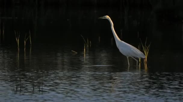 Great egret, Ardea alba, Camargue, Francia - Metraje, vídeo
