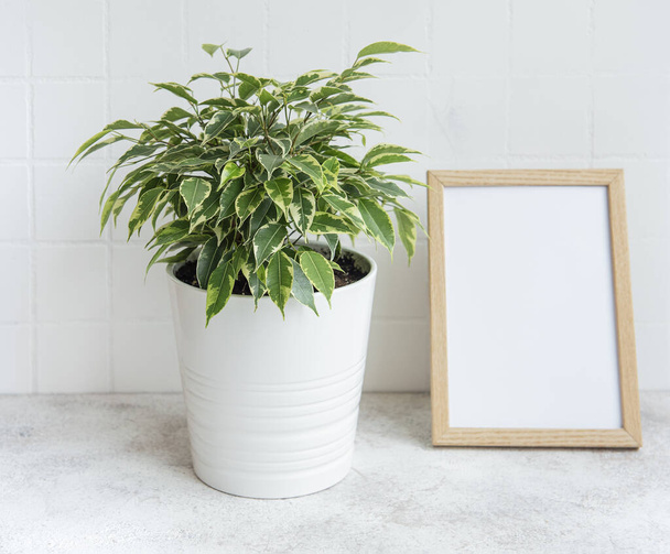 Ficus benjamin  and mock up poster frame on the table - Photo, Image