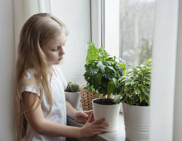 Houseplant care, little girl caring for houseplants - Foto, Bild