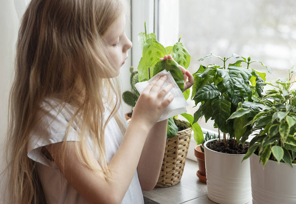 Kleines Mädchen wischt Laub von Zimmerpflanzen, Zimmerpflanzenpflege - Foto, Bild