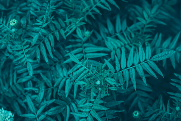 Tropical leaves, blue-green leaves, natural leaves - Фото, изображение