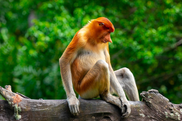 Proboscis singe, un animal de conservation qui se nourrit - Photo, image