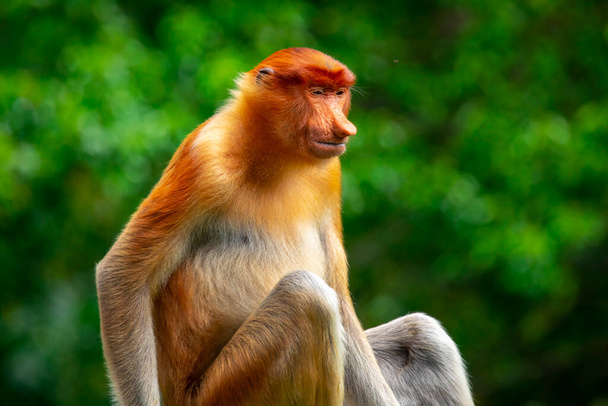 Proboscis monkey, a conservation animal that is foraging - Foto, imagen