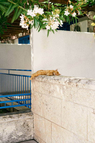 Ginger cat sleeping on a stone fence near the house - Photo, Image