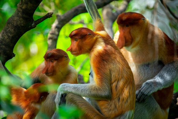 Proboscis monkey, a conservation animal that is foraging - Photo, Image