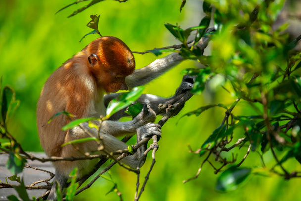 Πίθηκος Proboscis, ένα ζώο διατήρησης που αναζητά τροφή - Φωτογραφία, εικόνα