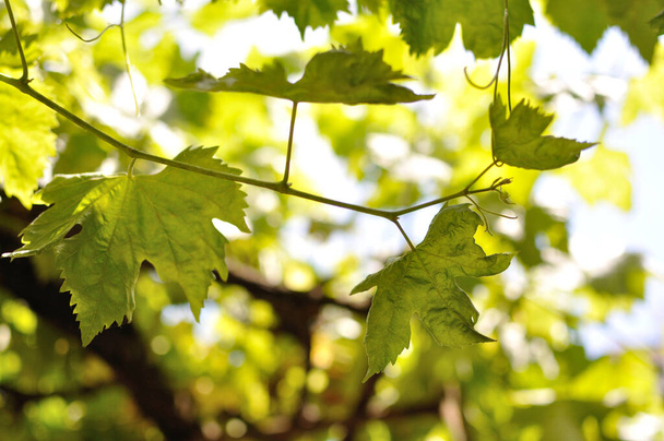 Grapevine leaves of a typical Spanish shade - Zdjęcie, obraz