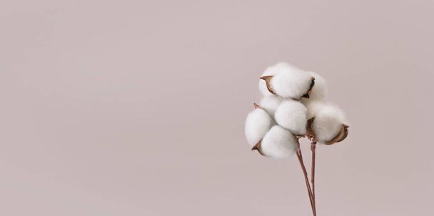 Cotton flower branch on grey background with copy space. - Photo, Image