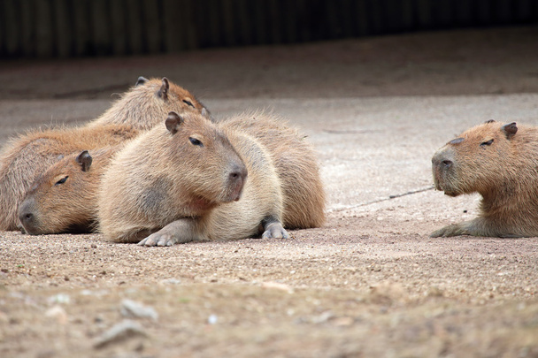 Capybara Hydrochoerus hydrochaeris at Ragunan Zoo, Jakarta