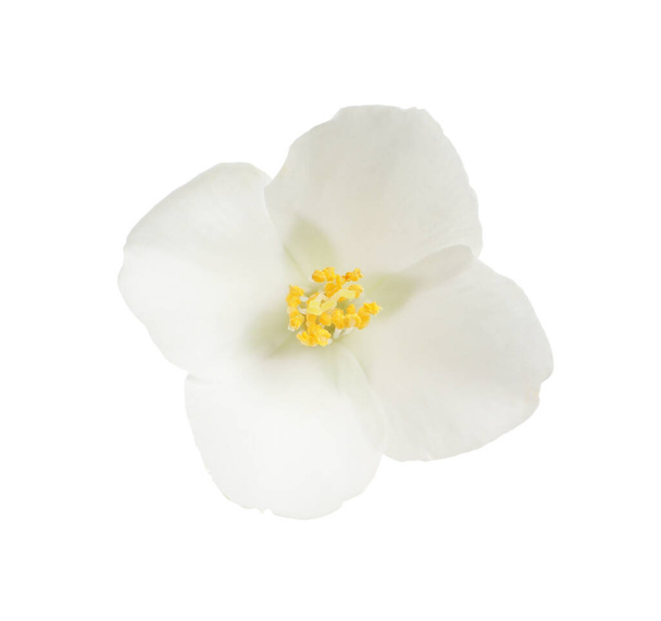Beautiful flower of jasmine plant isolated on white - Photo, Image