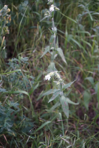 Silene latifolia subsp. alba, Melandrium album, the white campion é uma planta com flor da família Caryophyllaceae. Berlim, Alemanha   - Foto, Imagem