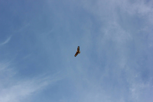 αρπακτικά πουλιά - γεράκι στον ουρανό - Φωτογραφία, εικόνα