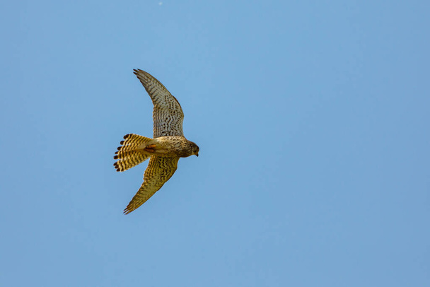 A kestrel in the air - Photo, Image