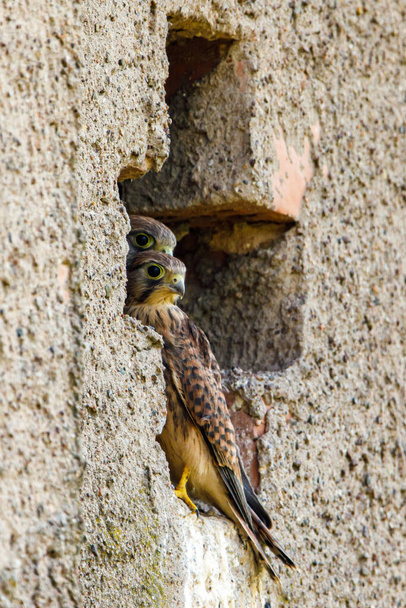 Young kestrel  at the breeding cave - Photo, Image
