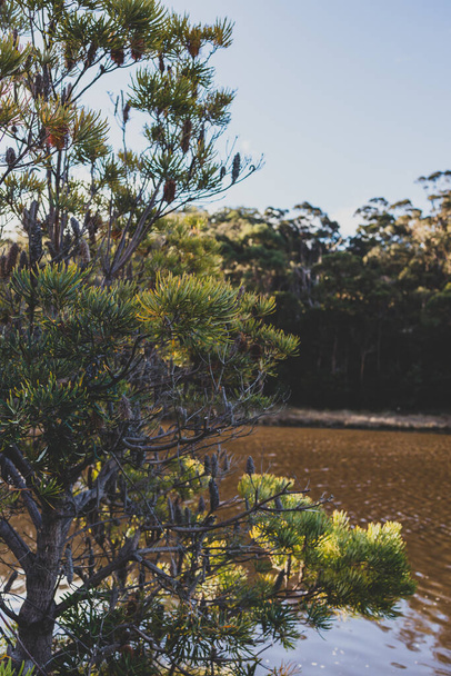 Australian landscape at the Browns River near Kingston Beach in Southern Tasmania in winter - 写真・画像