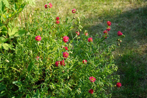 Helianthemum x cultorum 'Cerise Queen' is a winter-green, ground-covering perennial that shines with innumerable pink flowers. Berlin, Germany  - Photo, Image